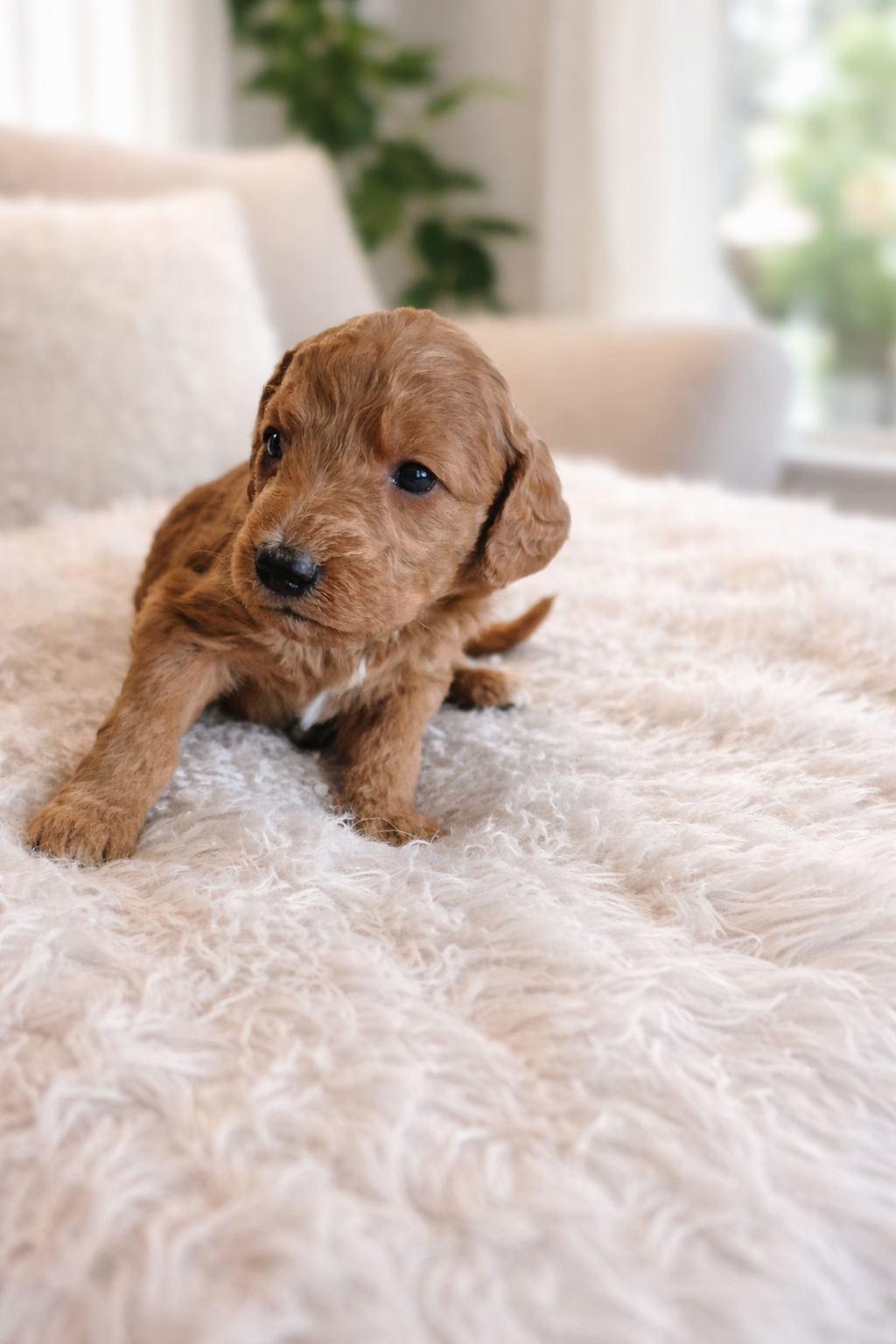 Image 1- doodle A cute, fluffy brown puppy in a plaid shirt sits in a cozy dog bed, looking at the camera with a curious expression